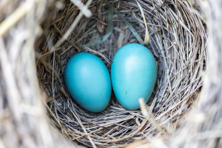 How to Cope with an Empty Nest