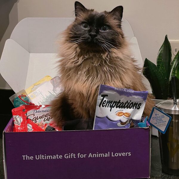 Purfect Cat Gift Box